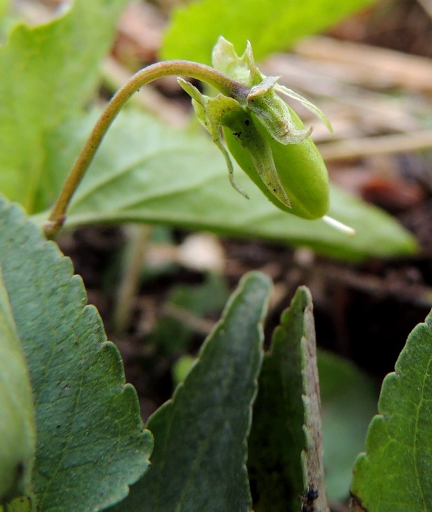Viola stagnina (V. persicifolia) - rantaorvokin kota on pitkänpyöreä tai munanmuotoinen ja kalju. Se on tavallisesti noin 6-8 mm pitkä ja noin 3,5-4 mm paksu. EH, Vesilahti, Mantere, Mantereenjärven koillisranta, Peltosaarentien varren vanha, veden vaivaama pelto, 22.6.2014. Copyright Hannu Kämäräinen.
