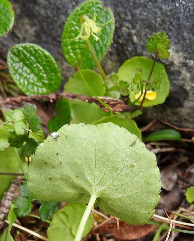 Viola biflora - lapinorvokin lehdet ovat alta kaljuhkot. Kuvassa taustalla näkyy kodaksi kehittyvä kukka verhiöineen. Kasvavan kodan päässä on vielä emin vartalo ja luotti paikallaan. Täysikasvuinen kota on pitkänpyöreä tai munanmuotoinen sekä yleensä noin 6 mm pitkä ja noin 4 mm paksu. EnL, Enontekiö, Kilpisjärvi, Saana, Saanan luoteisrinne lähellä pahtaseinämää, paljakkarinne, 720 m mpy, 5.7.2018. Copyright Hannu Kämäräinen.