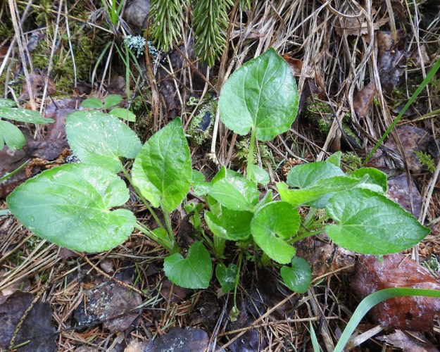 Viola collina - mäkiorvokin ruusukelehtien ruoti on yleensä noin 3-10 cm pitkä. Lehtilapa on tavallisesti leveän herttamainen ja leveimmillään vähän keskikohdan tyvipuolella. Se on nyhälaitainen ja molemmin puolin valkokarvainen. Tyvilovi on syvä ja kapea. Pituutta täysikasvuisella lehtilavalla on tavallisesti noin 4-7 cm ja leveyttä leveimmältä kohtaa noin 3,5-6 cm. St, Sastamala, Vammala, 22.5.2019. Copyright Hannu Kämäräinen.