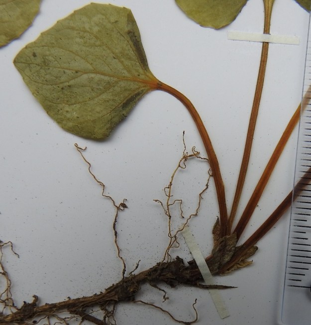 Viola epipsila - korpiorvokin lehtien korvakkeet ovat yleensä puikeat, ehytlaitaiset ja teräväksi kärjeksi suippenevat sekä vihertävät, ruskehtavat tai aivan vaalean kalvomaiset. Ne ovat tavallisesti noin 5-10 mm pitkät ja noin 2-3 mm leveät. EH, Hämeenlinna, Vuorentaka, Tertti, vanhassa kuusikossa olevan puron laide, 12.5.1998. Kuva näytteestä, copyright Hannu Kämäräinen.