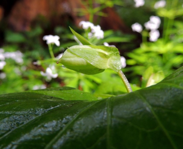 Viola mirabilis - lehto- orvokin avopölytteisistä ja tuoksullaan hyönteisiä houkuttelevista tyvikukista ei yleensä kehity siemenkotia. Sen sijaan varsien latvassa olevat, lehtihankaiset ja umpipölytteiset kukat tuottavat hyvän siemensadon. Kota on munanmuotoinen ja kalju sekä tavallisesti noin 8-14 mm pitkä ja noin 3-7 mm paksu. Umpipölytteisen kukan tyveen asti avautuvasta kodasta purkautuvat siemenet ovat vain emokasvinsa perimän sisältäviä klooneja. EH, Pälkäne, Kankahainen, Mallasveden Uutanankärki-tien varressa oleva Uutanan linnamäki, luonnonsuojelualue, kallionaluslehto, 24.6.2015. Copyright Hannu Kämäräinen.