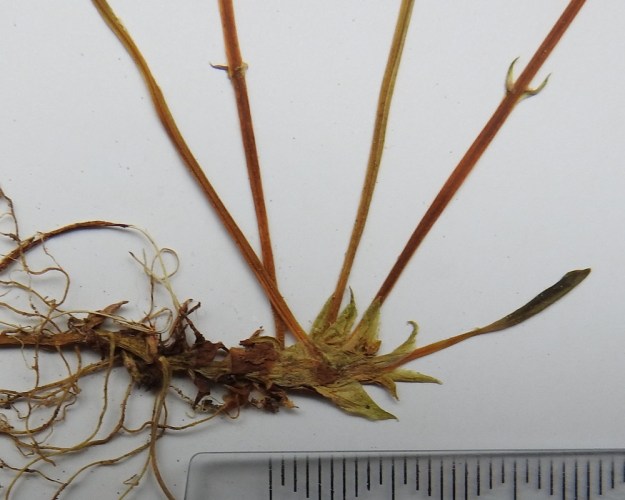 Viola palustris - suo-orvokin ruusukelehtien korvakkeet ovat yleensä puikeat ja teräväksi kärjeksi suippenevat. Ne ovat ehytlaitaiset ja tavallisesti noin 5-10 mm pitkät. Kuvassa näkyy juurihaaran kärkiosassa myös edellisten kasvukausien kuihtuneita korvakkeita. Kukkaperien esilehdet ovat tyypillisesti vanojen alaosassa. EH, Janakkala, Janakkalan kirkonkylä, Laurinmäe ja Määkynmäen välinen kostea metsäkaista, 23.5.1989. Kuva näytteestä, copyright Hannu Kämäräinen.