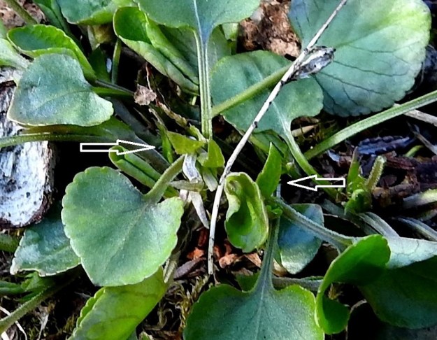 Viola rupestris subsp. relicta - hietaorvokin subsp. pahtahietaorvokin ruusukelehtien ruoti on noin 1-4 cm pitkä. Varsilehdillä se on yleensä noin 0,5-1 cm. Lehtien tyvellä ovat korvakkeet, jotka ovat suikeita tai leveänsuikeita, pitkäsuippuisia ja laidoiltaan ripsihampaisia sekä tavallisesti noin 4-9 mm pitkiä (nuolet). EnL, Enontekiö, Kilpisjärvi, Saanan lounaisrinne, ensimmäisen, matalan pahtaseinämän yläpuolinen, osin valuvetinen avokalliojuotti retkeilykeskuksen kohdalla, luonnonsuojelualue, 620 m mpy, 5.7.2018. Copyright Hannu Kämäräinen.