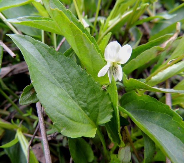 Viola stagnina (V. persicifolia) - rantaorvokin lehtilapa on tyveltään suorahko tai kuvan tavoin matalasti herttamainen sekä päästään tylppä tai terävähkö ja laidoiltaan ulkonevasti nyhähampainen. Se on päältä harvaan lyhytkarvainen. Pituutta lehtilavalla on tavallisesti noin 2-4 cm ja leveyttä leveimmältä kohtaa noin 0,7-1,5 cm. Lapa on useimmiten noin 2,5-3 kertaa leveyttään pitempi. Ruoti on ainakin yläosastaan kapeasti siipipalteinen. EH, Vesilahti, Mantere, Peltosaari, Hulausjärven rantaan vievän peltotien ison laitaojan rinne, 6.6.2015. Copyright Hannu Kämäräinen.