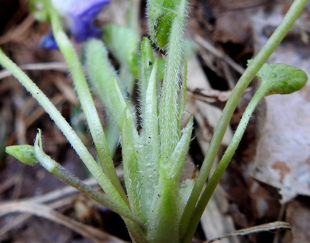 Viola collina - mäkiorvokin lehtiruoti on tiheästi ja alaspäisesti valkokarvainen. Lehtien korvakkeet ovat suikeita ja yleensä pitkäsuippuisen teräväkärkisiä, karvaisia ja laidoiltaan ripsihampaisia sekä tavallisesti noin 10-15 mm pitkiä. Kuvan oikeassa laidassa näkyy kalju kukkaperä ja vasemmassa laidassa saman yksilön nuppupäinen karvainen kukkaperä. St, Sastamala, Vammala, 16.5.2019. Copyright Hannu Kämäräinen.