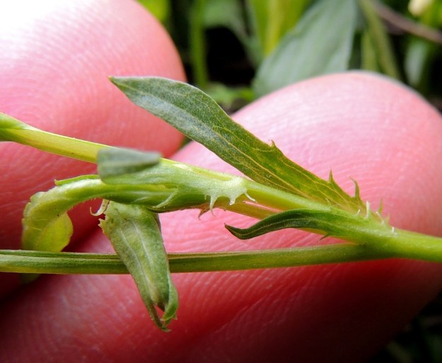 Viola stagnina (V. persicifolia) - rantaorvokin lehtien korvakkeet ovat yleensä suikeita tai kapeansuikeita ja lähes ehytlaitaisia tai erityisesti tyviosastaan harvahkosti ripsihampaisia. Ne ovat tavallisesti noin 5-15 mm pitkiä ja noin 0,3-2 mm leveitä sekä yleensä lehtiruotia lyhyempiä. EH, Vesilahti, Mantere, Peltosaari, Hulausjärven rantaan vievän peltotien ison laitaojan rinne, 6.6.2015. Copyright Hannu Kämäräinen.