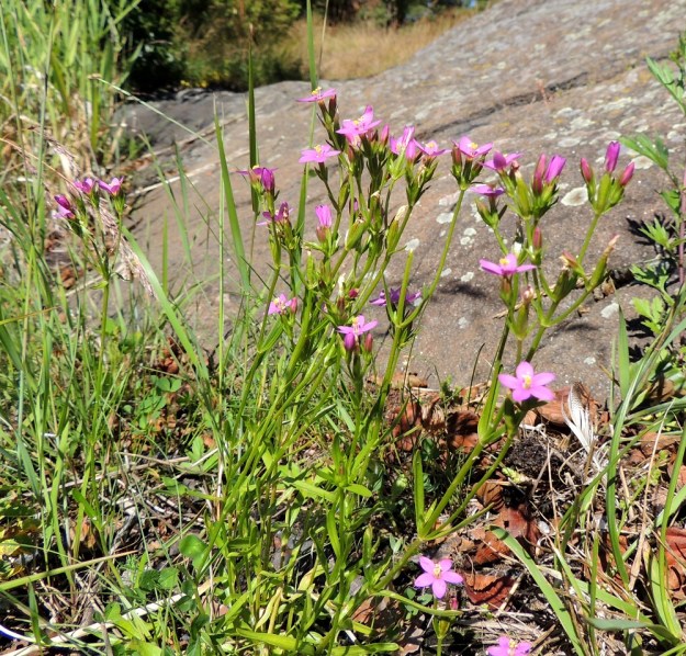 Centaurium littorale - isosappi on tavallisesti noin 5-25 cm korkea ja pysty tai tyvestä hieman koheneva. Se on merenrantojen kasvi eikä kaksivuotisena, heikohkona kilpailijana pysty kasvattamaan ensimmäisen vuoden ruusukkeitaan kasvustollisesti umpeutuneessa rannassa. V, Parainen, Houtskari, Kittuis, Strömsholmen, Häplot sundin pohjoisrannan lauttarannan viereinen kallioranta, 18.7.2016. Copyright Hannu Kämäräinen.