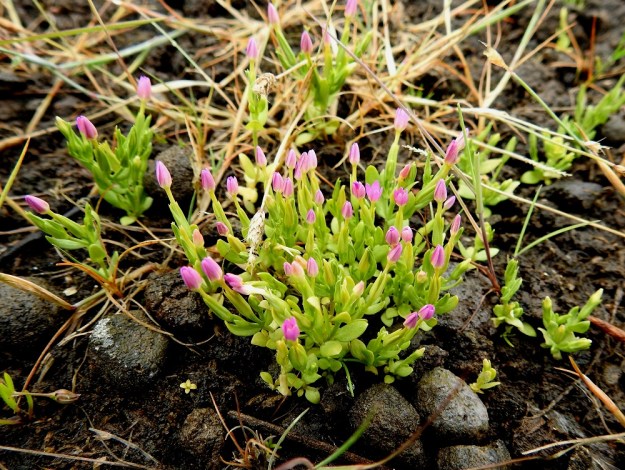 Centaurium pulchellum - pikkusappi viihtyy erityisesti hiesuisilla ja savisilla merenrannoilla, mutta ei kaihda pinnan kivikkoisuuttakaan. Olennaista on, että hentojuuriselle yksivuotiaalle lajille löytyy riittävästi kilpailulta vapaata, umpeutumatonta maanpintaa. A, Lemland, Järsö, Söderfjärdenin pitkän, kiemuraisen merenlahden pohjoispään pienen lahdelman tasainen ranta-alue, 12.7.2017. Koko kuvasarja on samalta kasvupaikalta. Copyright Hannu Kämäräinen.