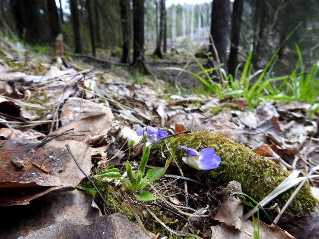 Viola collina - mäkiorvokki on erittäin uhanalainen ja rauhoitettu kasvi, jolla on vain muutama kasvupaikka Suomessa. Sen elinalueita ovat harvapuustoiset, riittävän valoisat moreenirinteet, kallion tyvet tai hyllyt ja lehtomaiset mäet. St, Sastamala, Vammala, 5.5.2020. Copyright Hannu Kämäräinen.