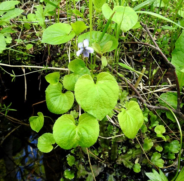 Viola epipsila - korpiorvokki levittäytyy pitkin puronvarsia siementen lisäksi myös suikertavan ja haarovan juuristonsa sekä rönsyjen avulla. Kasvupaikkoina ovat lähinnä purolehdot, lehtokorvet, lähteiden ympäristöt ja kosteat niityt sekä nevat ja letot. Ks, Kuusamo, Ruka, Salmilamminkylä, purolehto, Suolahteen laskevan Suolahdenpuron laiteet, 15.6.2019. Copyright Hannu Kämäräinen.
