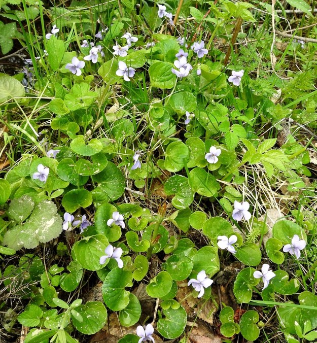 Viola palustris - suo-orvokin tapaa nimensä mukaisten kasvupaikkojen lisäksi usein myös ojanpientareilta ja kosteilta niityiltä. EH, Hämeenlinna, Hauho, Torvoila, Pasuntien laitaojan piennar Pasunmäen kohdalla, 21.5.2019. Copyright Hannu Kämäräinen.