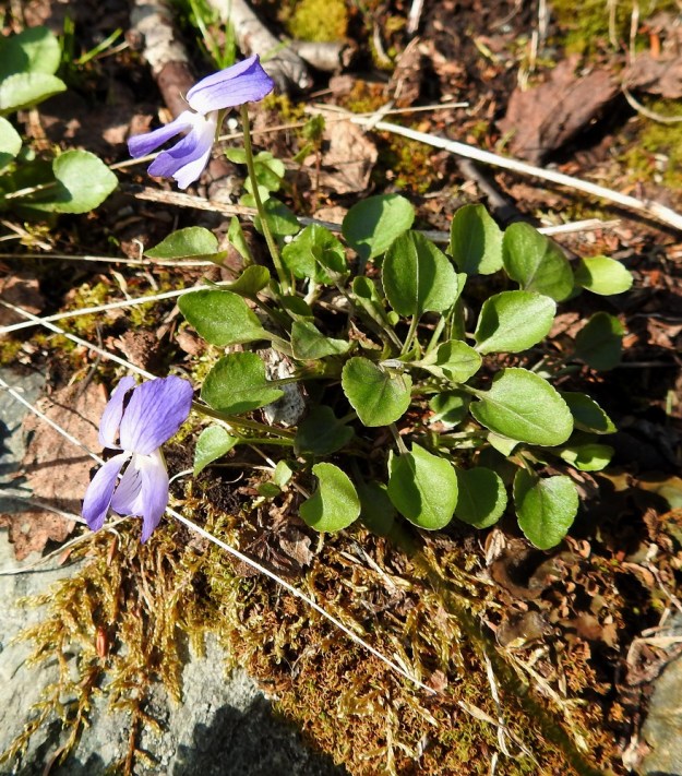 Viola rupestris subsp. relicta - hietaorvokki subsp. pahtahietaorvokki on Fennoskandiassa kotoperäinen ja on ilmeisesti selvinnyt täällä jääkauden yli joillakin Pohjois-Norjan jäättöminä pysyneillä rantatuntureilla. EnL, Enontekiö, Kilpisjärvi, Saanan lounaisrinne, ensimmäisen, matalan pahtaseinämän yläpuolinen, osin valuvetinen avokalliojuotti retkeilykeskuksen kohdalla, luonnonsuojelualue, 620 m mpy, 5.7.2018. Copyright Hannu Kämäräinen.