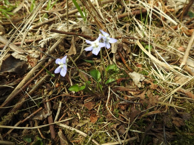 Viola rupestris subsp. rupestris - hietaorvokki subsp. harjuhietaorvokki kasvaa lähinnä kuivilla mäen- ja harjunrinteillä sekä kallioilla ja kedoilla. Pienenä kasvina se hyötyy aikaisesta kukinnastaan, kun muu kasvillisuus vasta tekee tuloaan. St, Sastamala, Vammala, Sammaljoki, peltoalueen laiteessa olevan Käkikallion, alarinne, 16.5.2019. Copyright Hannu Kämäräinen.