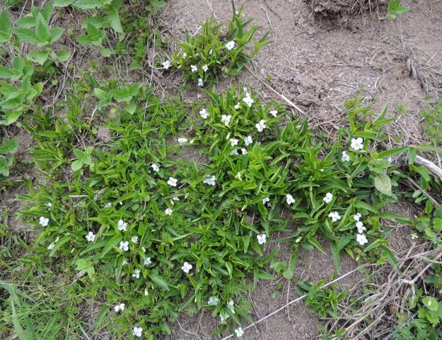 Viola stagnina (V. persicifolia) - rantaorvokki tarvitsee heikkona kilpailijana avointa kasvutilaa. Sen painopistealue on ollut Kokemäenjoen vesistön keskusalueella, jossa säännöstely on poistanut kevättulvien ja jäidenlähdön rantoja avaavan vaikutuksen. Kymmenet kasvupaikat ovat typistyneet vain muutamaan jäljellä olevaan. Laji on saanut muutamia pakopaikkoja rantapeltojen vetisten ja raivattujen ojien varsilta. EH, Vesilahti, Mantere, Peltosaari, Hulausjärven rantaan vievän peltotien ison laitaojan rinne, 6.6.2015. Copyright Hannu Kämäräinen.