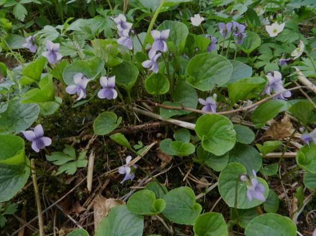 Viola xfennica (V. epipsila x palustris) - viitaorvokki muodostaa toisen kantalajinsa, suo-orvokin, V. palustris, tapaan tiheähköjä, monilehtisiä ja laajojakin kasvustoja, jotka leviävät erityisesti suikertavan ja rönsyävän juuristonsa avulla. EH, Hämeenlinna, Renko, Renkajoen koillispuoli urheilukentän kaakkoispuolella, rantametsä ulkoilureitin varrella, 21.5.2012. Copyright Hannu Kämäräinen.
