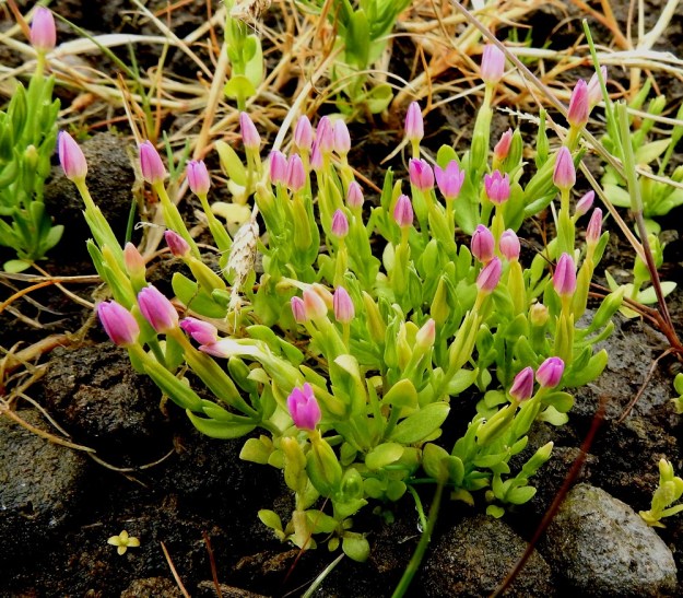 Centaurium pulchellum - pikkusappiyksilöt ovat yksivartisia, vaikka tiheässä kasvustossa sitä ei heti hoksaakaan. Siemenet varisevat lähes samoille juurensijoille ja ellei esim. vesi niitä liikuta, on seuraavanakin vuonna samalla paikalla tiheä varsikko. Kukat ovat auki vain aurinkoisella säällä. Pilvipoudalla näkymä on kuin lilliputtitulppaanien tarhasta. A, Lemland, Järsö, Söderfjärdenin pitkän, kiemuraisen merenlahden pohjoispään pienen lahdelman tasainen ranta-alue, 12.7.2017. Copyright Hannu Kämäräinen.