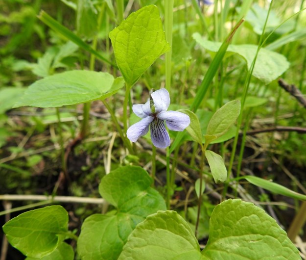 Viola epipsila - korpiorvokki on kukkiessaan yleensä noin 7-15 cm korkea. Se on varreton, sillä ruusukelehdet ja kukat nousevat suoraan juurihaarojen kärjestä tai nivelistä. Ks, Kuusamo, Ruka, Salmilamminkylä, purolehto, Suolahteen laskevan Suolahdenpuron laiteet, 15.6.2019. Copyright Hannu Kämäräinen.