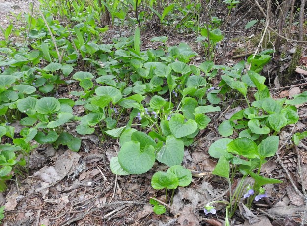 Viola mirabilis - lehto-orvokin tavallisuudesta poikkeavan ja lähes kokonaan itsepölytykseen painottuvan siementuotannon vuoksi laajatkin kasvustot ovat valtaosin samaa kloonia. EH, Hämeenlinna, Aulanko, Aulangonjärven länsipuoli, ulkoilumajalta Aulangon Heikkilän tielle vievän lehtometsäpolun varsi, 27.5.2017. Copyright Hannu Kämäräinen.