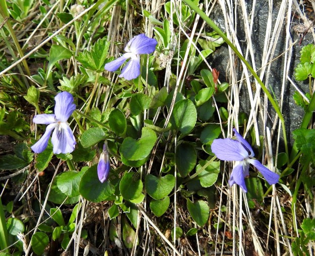 Viola rupestris subsp. relicta - hietaorvokki subsp. pahtahietaorvokki on kalkinsuosija ja kasvaa pahtarinteiden hyllyillä sekä jyrkillä, ainakin osin avokallioisilla rinteillä Tätä rauhoitettua alalajia on Suomessa löydetty vain Kilpisjärveltä, Saanan ja Pikku-Mallan tuntureilta. EnL, Enontekiö, Kilpisjärvi, Saanan lounaisrinne, ensimmäisen, matalan pahtaseinämän yläpuolinen, osin valuvetinen avokalliojuotti retkeilykeskuksen kohdalla, luonnonsuojelualue, 620 m mpy, 5.7.2018. Copyright Hannu Kämäräinen.