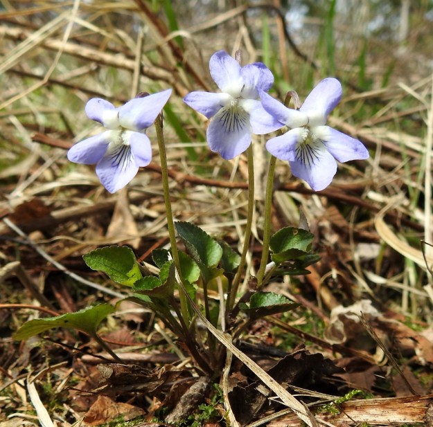 Viola rupestris subsp. rupestris - hietaorvokki subsp. harjuhietaorvokki on yksi- tai yleisemmin useampivartinen ja lehtiruusukkeellinen. Kukkiessaan se on tavallisesti vain noin 3-9 cm korkea. St, Sastamala, Vammala, Sammaljoki, peltoalueen laiteessa olevan Käkikallion, alarinne, 16.5.2019. Copyright Hannu Kämäräinen.