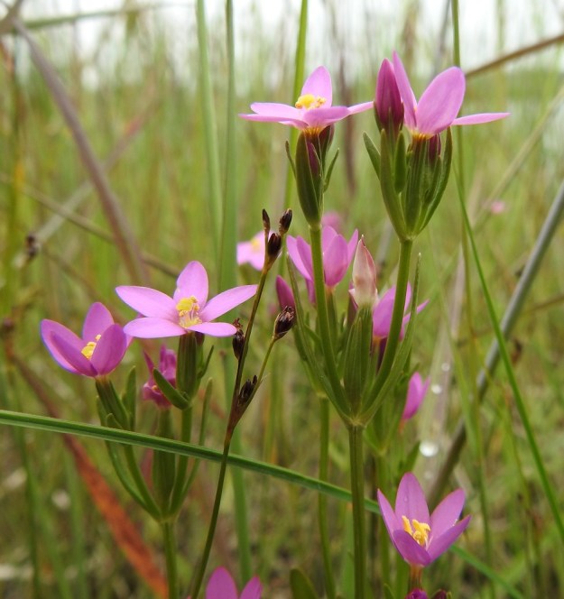 Centaurium littorale - isosapen kukat ovat varren ja lehtihankaisten haarojen kärjessä yksittäin tai pieninä ryhminä. A, Lemland, Järsö, Söderfjärdenin pitkän, kiemuraisen merenlahden pohjoisosan avokallioinen niemialue, avokalliotöyrään tyvi vesirajassa, 12.7.2017. Copyright Hannu Kämäräinen.