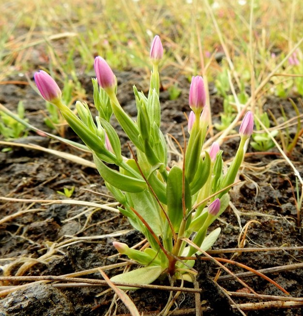 Centaurium pulchellum - pikkusappi on haaraton tai yläosastaan runsaastikin haarova. Kuvassa hämää varren alaosan jääminen soraisen ja kivikkoisen maan peittoon. A, Lemland, Järsö, Söderfjärdenin pitkän, kiemuraisen merenlahden pohjoispään pienen lahdelman tasainen ranta-alue, 12.7.2017. Copyright Hannu Kämäräinen.