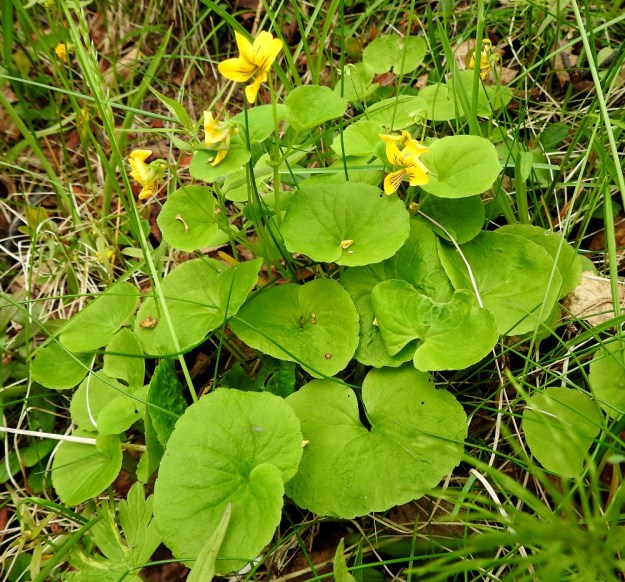 Viola biflora - lapinorvokilla on pitkäruotisia ja lavaltaan pyöreämuotoisia tai leveän munuaismaisia tyvilehtiä, joiden leveys voi olla jopa 5 cm. EnL, Enontekiö, Kilpisjärvi, Saanan lounaisrinne, retkeilykeskuksen yläpuolinen, jyrkkärinteinen tunturikoivikko, 540 m mpy, 5.7.2018. Copyright Hannu Kämäräinen.