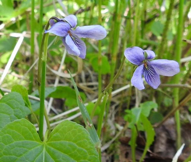 Viola epipsila - korpiorvokin ruusukkeessa on yleensä yksi tai kaksi kukkaa. Teriö on tavallisesti noin 15-20 mm pitkä ja suunnilleen yhtä leveä. Terälehtien väri vaihtelee tavallisesti kuvan vaaleansinisestä ja edellisten kuvien hailakasta sinestä tummahkon sinipunaiseen. Ks, Kuusamo, Ruka, Salmilamminkylä, purolehto, Suolahteen laskevan Suolahdenpuron laiteet, 15.6.2019. Copyright Hannu Kämäräinen.