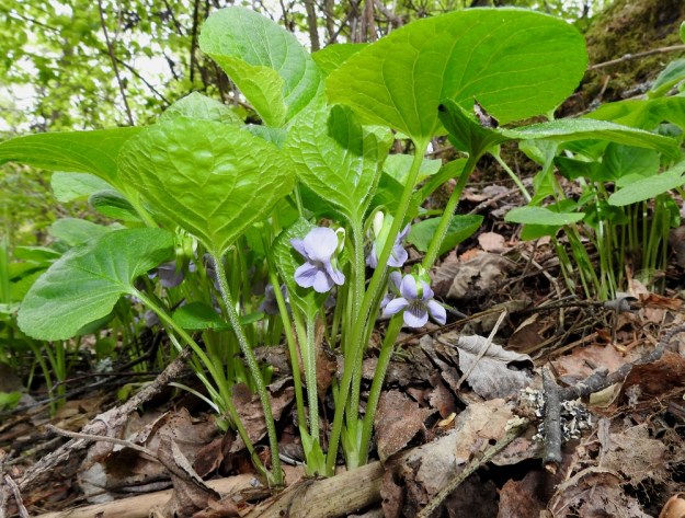 Viola mirabilis - lehto-orvokin juurihaaroista nousevat ensimmäisinä ruusukelehdet, joiden toispuolisesti karvaiset ruodit ovat yleensä noin 5-15 cm pitkät. Ensimmäisen kukintavaiheen kukat nousevat suoraan juurakosta ja jäävät lehtien sateenvarjon alle. EH, Hämeenlinna, Aulanko, Aulangonjärven länsipuoli, ulkoilumajalta Aulangon Heikkilän tielle vievän lehtometsäpolun varsi, 27.5.2017. Copyright Hannu Kämäräinen.