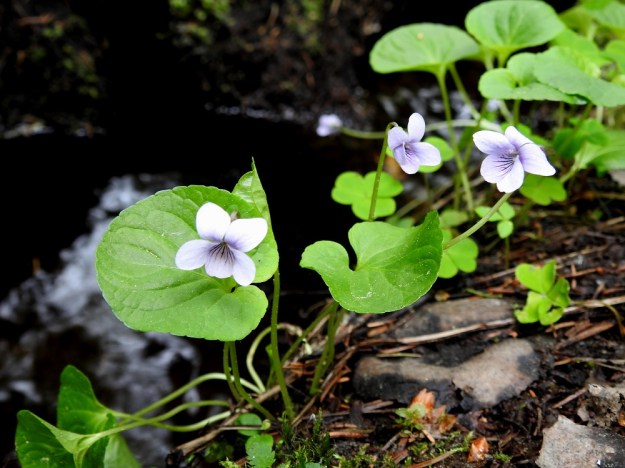 Viola palustris - suo-orvokki on varreton laji. Sen lehdet ja kukkaperät eli vanat nousevat suoraan juurihaarojen kärjestä tai nivelistä. U, Hyvinkää, Mätälammin ja Vaskivuoren luonnonsuojelualue, Mätälammin länsipuolisen puron tai ojan laide, 21.5.2019. Copyright Hannu Kämäräinen.