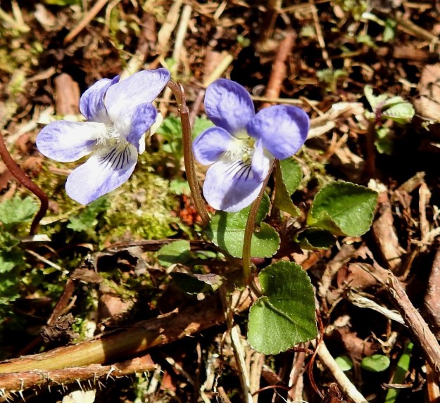 Viola rupestris subsp. rupestris - hietaorvokki subsp. harjuhietaorvokki on uhanalaisuusarvioinnissa määritelty silmälläpidettäväksi. Vaikka se onkin Suomessa aika laaja-alainen, kovin yleinen se ei ole enää missään. Yksilöiden määrä on merkittävästi vähentynyt lähes kaikkialla. St, Sastamala, Vammala, Sammaljoki, peltoalueen laiteessa olevan Käkikallion, alarinne, 16.5.2019. Copyright Hannu Kämäräinen.