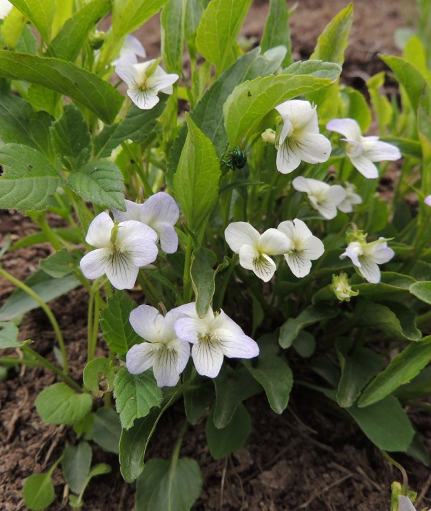 Viola stagnina (V. persicifolia) - rantaorvokin varret ovat yleensä pystyt ja kukat sijaitsevat noin varren puolivälistä alkaen ylöspäin. Valkokukkainen värimuoto on vallitseva. EH, Vesilahti, Mantere, Peltosaari, Hulausjärven rantaan vievän peltotien ison laitaojan rinne, 6.6.2015. Copyright Hannu Kämäräinen.