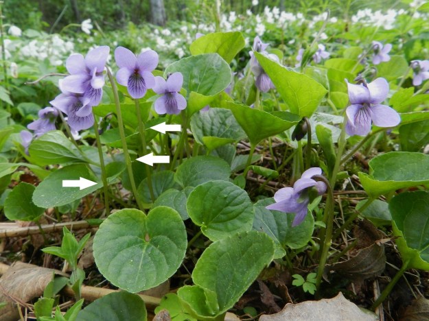 Viola xfennica (V. epipsila x palustris) - viitaorvokin hyvä tuntomerkki lehtien lisäksi löytyy kukkaperistä. Niiden esilehdet ovat noin perän puolivälissä tai hieman sen yläpuolella (nuolet). Korkeussijainti voi vaihdella vierekkäisissä kukissakin. Suo-orvokilla esilehdet ovat yleensä aika selvästi puolivälin alapuolella ja korpiorvokilla yläpuolella, usein lähempänä kukkaa kuin puoltaväliä. EH, Hämeenlinna, Renko, Renkajoen koillispuoli urheilukentän kaakkoispuolella, rantametsä ulkoilureitin varrella, 21.5.2012. Copyright Hannu Kämäräinen.