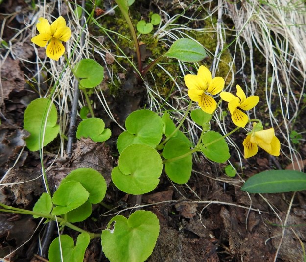 Viola biflora - lapinorvokin varret ovat yleensä yksi- tai kaksikukkaisia, vaikka tieteellinen lajinimi painottaakin kaksikukkaisuutta. Pituutta varsilla on tavallisesti 7-20 cm. EnL, Enontekiö, Kilpisjärvi, Saanan lounaisrinne, ensimmäisen, matalan pahtaseinämän yläpuolinen, valu- ja tihkuvesien kostuttama jyrkkä varvikkorinne retkeilykeskuksen kohdalla, luonnonsuojelualue, 620 m mpy, 5.7.2018. Copyright Hannu Kämäräinen.