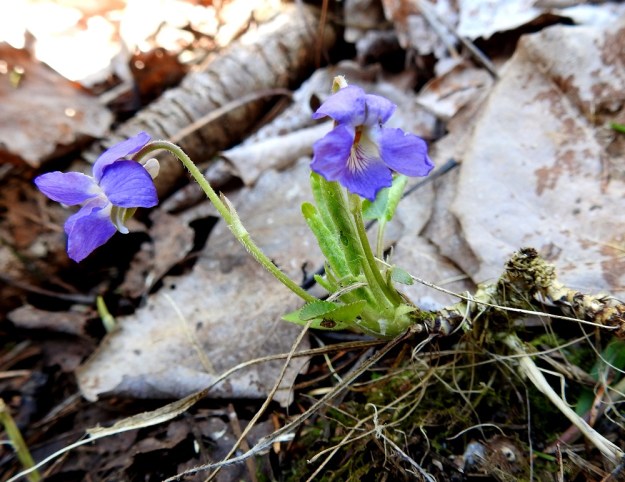Viola collina - mäkiorvokin ruusukkeet kasvavat maavarren haarojen kärkeen eivätkä ne yleensä juurru erikseen maaperään. Kuolleiden haavanlehtien alla paljaana olleen maavarren kärkiosaa ympäröivät edellisten kasvukausien kuivuneet lehtiruodit, ehkä kukkaperätkin. St, Sastamala, Vammala, 5.5.2020. Copyright Hannu Kämäräinen.