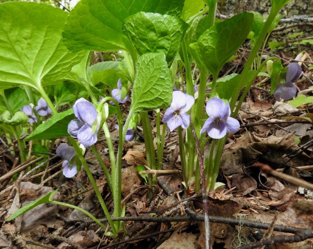 Viola mirabilis - lehto-orvokin ruusukkeesta nousevien kukkien perä on noin 5-10 cm pitkä ja toisin kuin lehtiruodit, kalju tai vähäkarvainen. EH, Hämeenlinna, Aulanko, Aulangonjärven länsipuoli, ulkoilumajalta Aulangon Heikkilän tielle vievän lehtometsäpolun varsi, 27.5.2017. Copyright Hannu Kämäräinen.