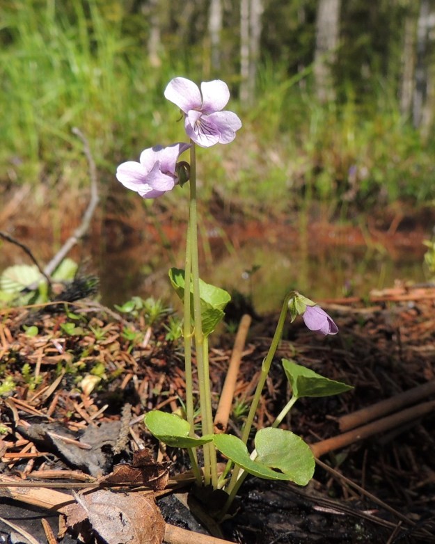Viola palustris - suo-orvokin ruusukkeessa on tavallisimmin kolme tai neljä lehteä ja yhdestä kolmeen kukkaa. U, Hanko, Santala, Luhtakorpi, tervaleppäluhta, luonnonsuojelualue, 30.5.2015. Copyright Hannu Kämäräinen.