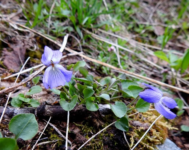 Viola rupestris subsp. relicta - hietaorvokki subsp. pahtahietaorvokki nousee toisinaan vain muutamia senttejä kasvualustastaan. Sen kukat ovat lehtien kokoon verrattuina suuret. EnL, Enontekiö, Kilpisjärvi, Saanan lounaisrinne, ensimmäisen, matalan pahtaseinämän yläpuolinen, osin valuvetinen avokalliojuotti retkeilykeskuksen kohdalla, luonnonsuojelualue, 620 m mpy, 5.7.2018. Copyright Hannu Kämäräinen.