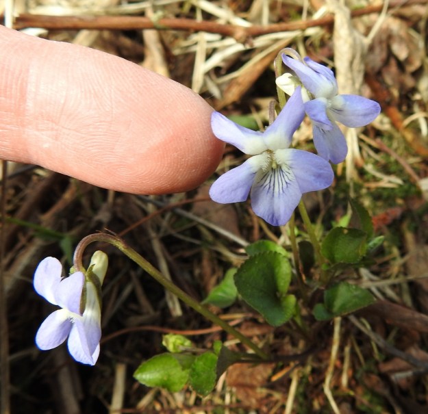 Viola rupestris subsp. rupestris - hietaorvokin subsp. harjuhietaorvokin kukat ovat yksittäin lyhyen varren lehtihangoissa. Viisilehtisen teriön koko vaihtelee suuresti. Sen pituus on yleensä noin 11,5-19 mm ja leveys suunnilleen saman verran. St, Sastamala, Vammala, Sammaljoki, peltoalueen laiteessa olevan Käkikallion, alarinne, 16.5.2019. Copyright Hannu Kämäräinen.