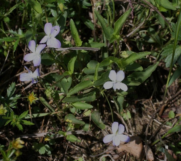 Viola stagnina (V. persicifolia) - rantaorvokin kukat ovat toisinaan myös vaaleansinisiä. EH, Vesilahti, Mantere, Mantereenjärven koillisranta, Peltosaarentien varren vanha, veden vaivaama pelto, 21.6.2009. Copyright Hannu Kämäräinen.