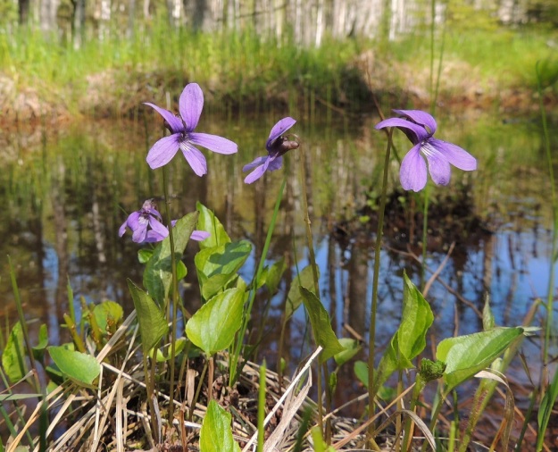 Viola uliginosa - luhtaorvokin kukat ovat selvästi ruusukelehtiä pitemmät. Kukan kaksi ylintä terälehteä ovat enemmän tai vähemmän taaksepäin kaartuvia. U, Hanko, Santala, Luhtakorpi, tervaleppäluhta, luonnonsuojelualue, 30.5.2015. Copyright Hannu Kämäräinen.