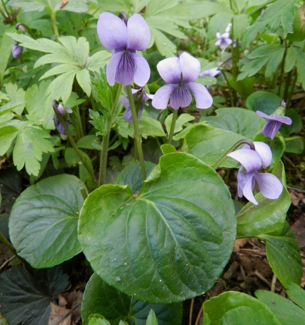 Viola xfennica (V. epipsila x palustris) - viitaorvokin teriö on tavallisesti noin 13-20 mm pitkä ja suunnilleen yhtä leveä. Terälehdet ovat yleensä vaaleansiniset tai vaalean sinipunaiset. Niistä kaksi on suuntautunut taakse kaartuen ylös ja kaksi kyljittäin kääntyneinä alaviistoon. Viides on kannuksellinen ja alaspäin suuntautunut. EH, Hämeenlinna, Renko, Renkajoen koillispuoli urheilukentän kaakkoispuolella, rantametsä ulkoilureitin varrella, 21.5.2012. Copyright Hannu Kämäräinen.
