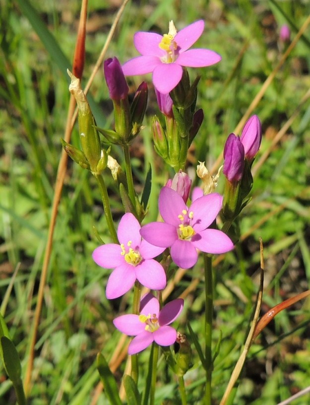 Centaurium littorale - isosapen varsien ja haarojen latvassa oleva kukinto on huiskilomainen. Samassakin kukkaryhmässä on kehityksensä alussa olevia nuppuja, aukeamistaan odottavia nuppuja, avoimia kukkia ja kotaansa kasvattavia kukkia. Kuvassa vasemmalla ylhäällä näkyy hieman pullistunut teriön torvi, jonka sisään kehittyy noin 6-8 mm pitkä, lieriömäinen kota. V, Parainen, Houtskari, Kittuis, Strömsholmen, Häplot sundin pohjoisrannan lauttarannan viereinen kallioranta, 18.7.2016. Copyright Hannu Kämäräinen.
