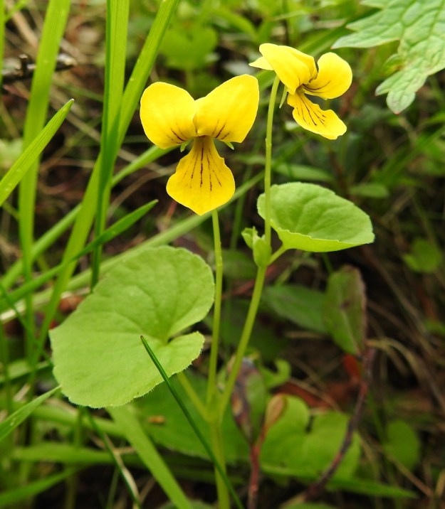 Viola biflora - lapinorvokin varret ovat usein pystyt. Kukat ovat lehtihankaisia ja niiden perä on yleensä 2-5 cm pitkä. EnL, Enontekiö, Kilpisjärvi, Saanan luoteisrinteen länsipuolinen tunturikoivikko retkeilykeskuksen kohdalla , 585 m mpy, 5.7.2018. Copyright Hannu Kämäräinen.