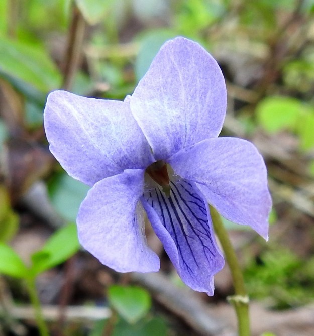 Viola epipsila - korpiorvokin teriön alaviistoon osoittavien terälehtien tyviosassa on läpinäkyvien karvojen ryhmä tai toisinaan se voi puuttua kokonaan. Alimman terälehden tumma suonitus toimii mesiviittoina hyönteisille kohti kannusta ja tiiviisti sikiäimen ympärille ryhmittyneitä viittä, oranssia hedettä ja ulkonevaa luottia. Ks, Kuusamo, Ruka, Salmilamminkylä, purolehto, Suolahteen laskevan Suolahdenpuron laiteet, 15.6.2019. Copyright Hannu Kämäräinen.