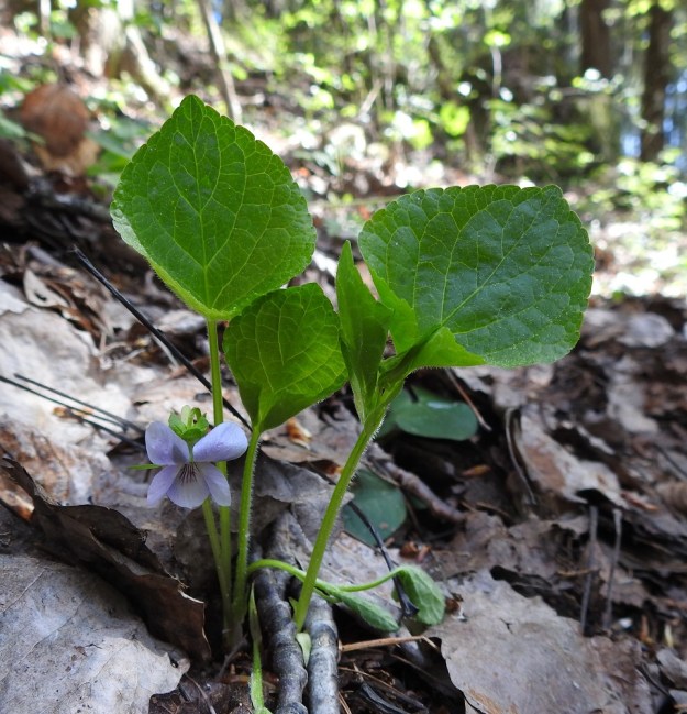 Viola mirabilis - lehto-orvokin tyvikukinnan aikana alkavat myös toispuolisesti karvaiset varret kehittyä. EH, Hämeenlinna, Lammi, Hampaanmaa, Kahtlammen koillispuolella olevan Reväsvuoren tyvijyrkänteen ja -rinteen lehtokaista, 17.5.2019. Copyright Hannu Kämäräinen.
