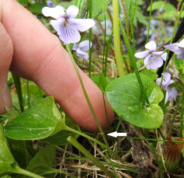 Viola palustris - suo-orvokin lehtiruoti on yleensä noin 3-7 cm pitkä ja kukkaperä noin 5-10 cm pitkä. Kukkaperän pienet esilehdet (nuoli) ovat useimmiten sen alaosassa. EH, Hämeenlinna, Hauho, Torvoila, Pasuntien laitaojan piennar Pasunmäen kohdalla, 21.5.2019. Copyright Hannu Kämäräinen.