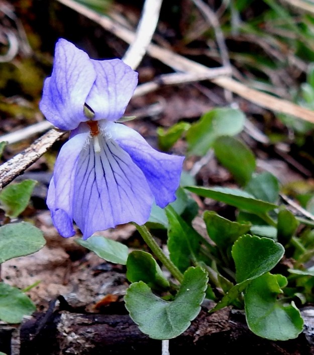 Viola rupestris subsp. relicta - hietaorvokin subsp. pahtahietaorvokin teriön koko vaihtelee melkoisesti samallakin kasvupaikalla. Teriö on yleensä noin 10-18 mm pitkä ja noin 10-15 mm leveä . Kuvan kukka on mittojen yläpäästä. Terälehdet ovat useimmiten siniset ja suonitukseltaan terälehden pohjaväriä tummemmat sekä tyveltään vaaleat tai valkoiset. EnL, Enontekiö, Kilpisjärvi, Saanan lounaisrinne, ensimmäisen, matalan pahtaseinämän yläpuolinen, osin valuvetinen avokalliojuotti retkeilykeskuksen kohdalla, luonnonsuojelualue, 620 m mpy, 5.7.2018. Copyright Hannu Kämäräinen.