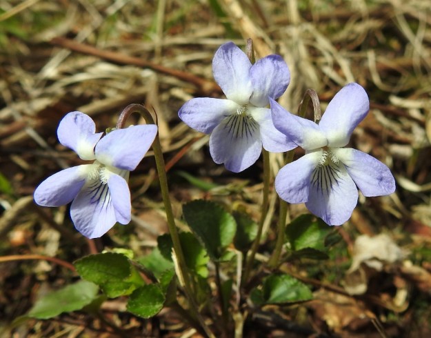 Viola rupestris subsp. rupestris - hietaorvokin subsp. harjuhietaorvokin terälehdet ovat usein vaaleamman tai tummemman sinipunaiset ja niiden tyvi on valkoinen. Terälehdistä kaksi on suuntautunut yleensä taakse kaartuen ylös ja kaksi alaviistoon. Nämä neljä ovat leveähkön vastapuikeat tai soikeat ja useimmiten noin 6-10 mm pitkät ja leveimmältä kohtaa noin 4-7 mm leveät. Viides kannuksellinen terälehti on alaspäin suuntautunut ja leveän vastapuikea sekä pyöreä-, tylppä- tai lovipäinen. Ilman kannusta se on tavallisesti noin 7-12 mm pitkä ja leveimmältä kohtaa noin 5,5-8 mm leveä. St, Sastamala, Vammala, Sammaljoki, peltoalueen laiteessa olevan Käkikallion, alarinne, 16.5.2019. Copyright Hannu Kämäräinen.