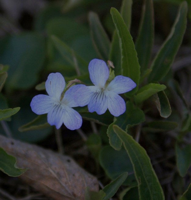 Viola stagnina (V. persicifolia) - rantaorvokin teriö on orvokkien tapaan vastakohtainen ja viisilehtinen. Se on ja tavallisesti noin 10-15 mm pitkä ja noin pituutensa levyinen. EH, Vesilahti, Mantere, Mantereenjärven koillisranta, Peltosaarentien varren vanha, veden vaivaama pelto, 21.6.2009. Copyright Hannu Kämäräinen.